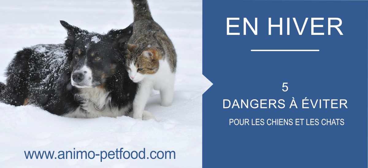 dangers de l'hiver pour les chiens et chats 